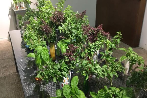 22405403_1696329977075949_5115643196509208080_n